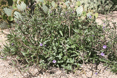 ruellia brittoniana KM